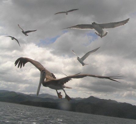 Exotic wildlife in Playa Bejuco Costa Rica